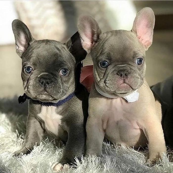 Bulldog francez mascul