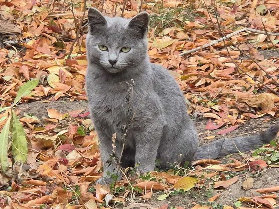 отдам подросшего котенка  в заботливые руки