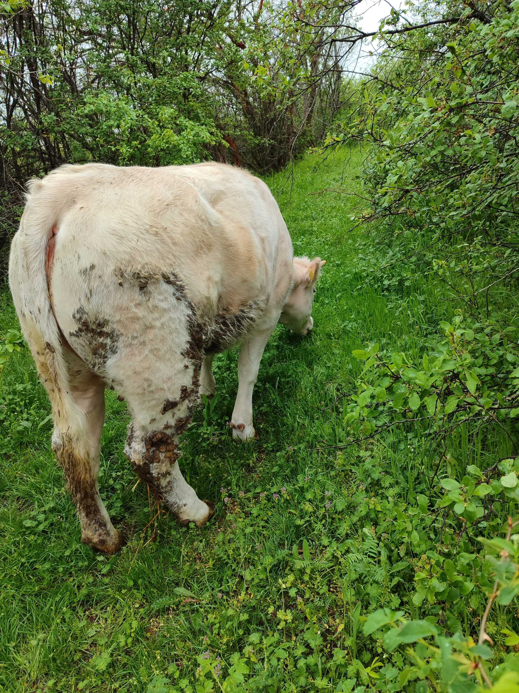 Vând vițică rasa charolaise