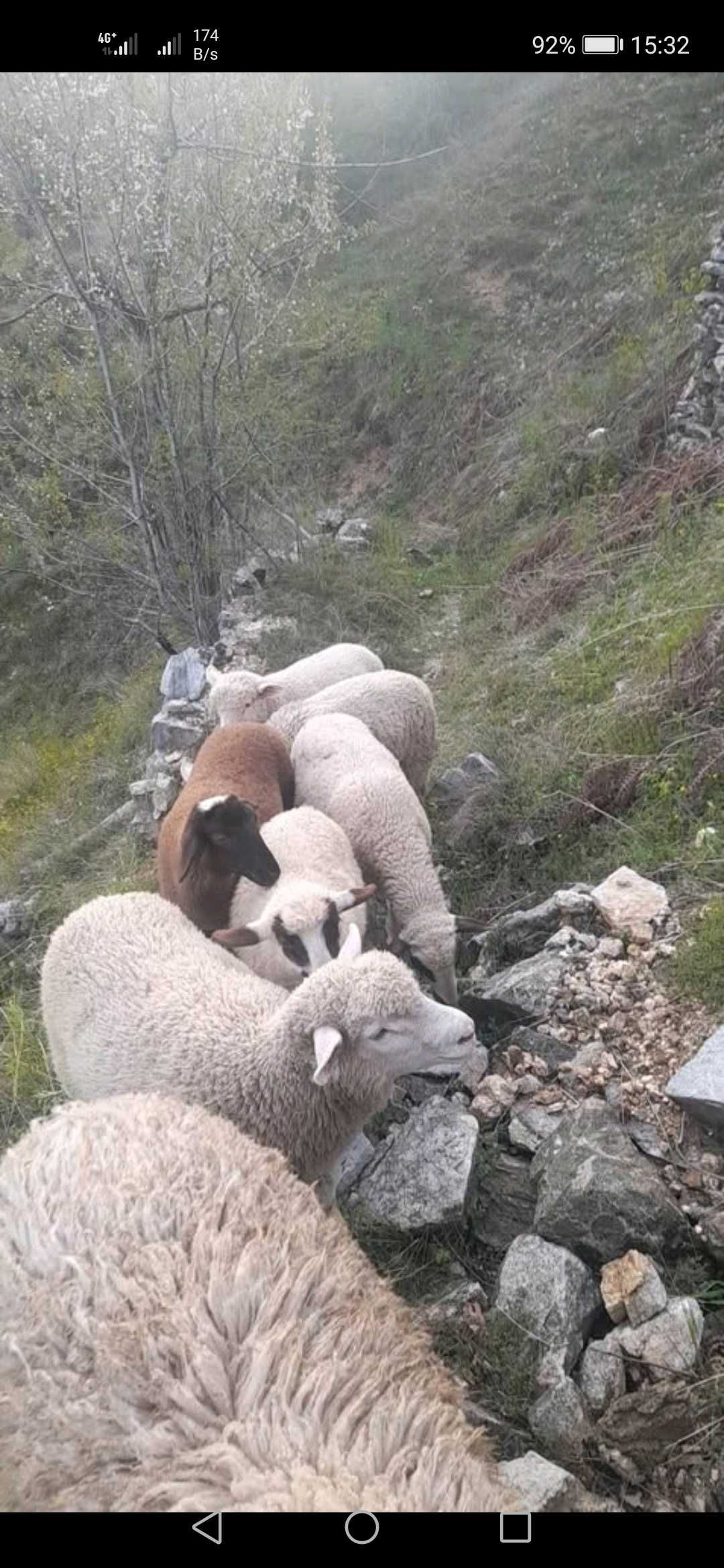 Продажба на животни и месо (овце и кози) от Родопите.