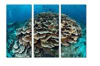 Модульная картина "Коралловый риф" размер 54*78 см ХОЛСТ подарок