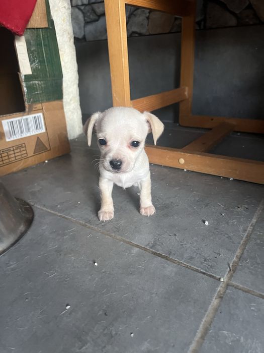 Бели пинчери на два месеца