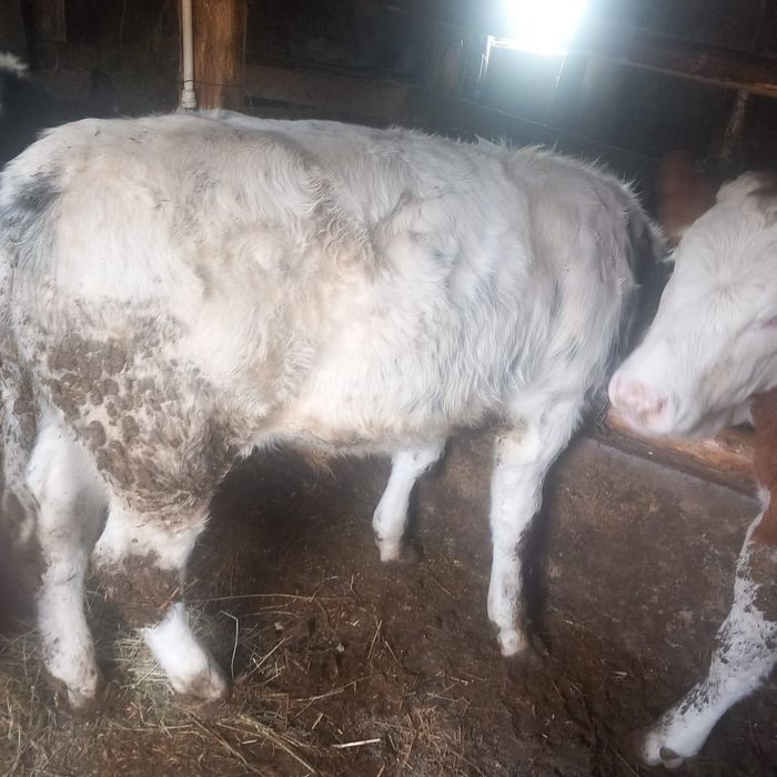 Taurasi cu media 250kg