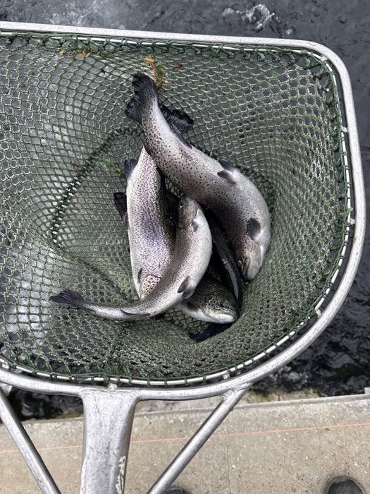 Pastrav consum  curcubeu