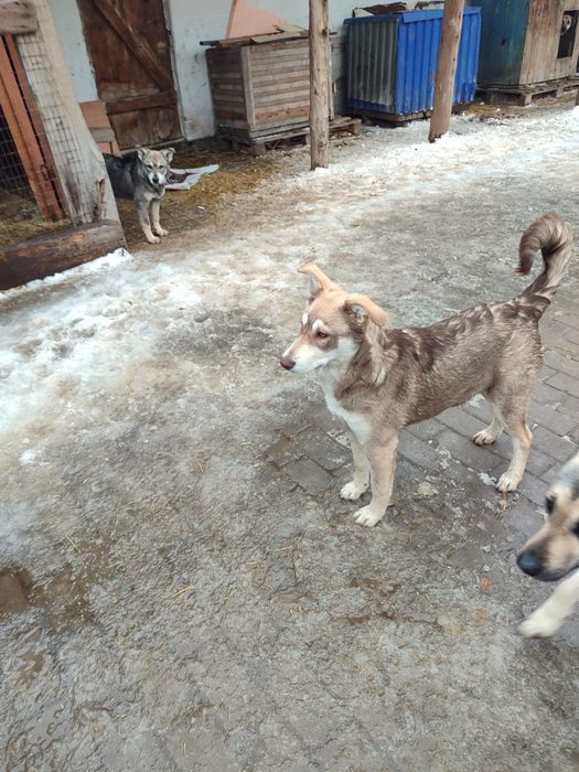 Ищем дом не проходите мимо!