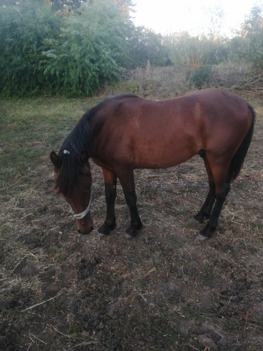 Vând cârlan de 1an și 7 luni