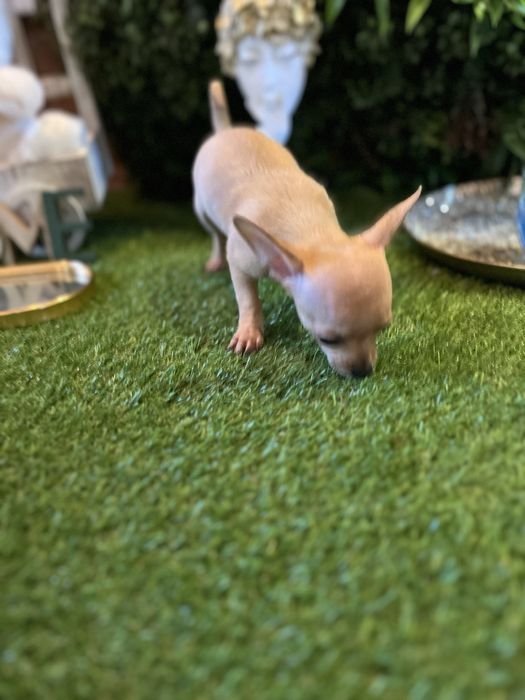 Baietel Chihuahua mini