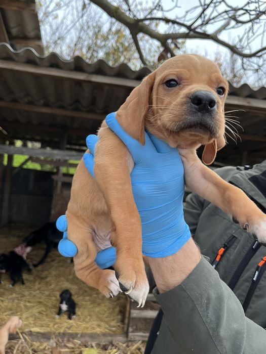 Английски пойнтер