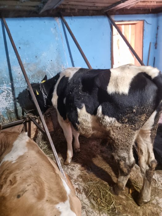 Vând taurasi tineri!