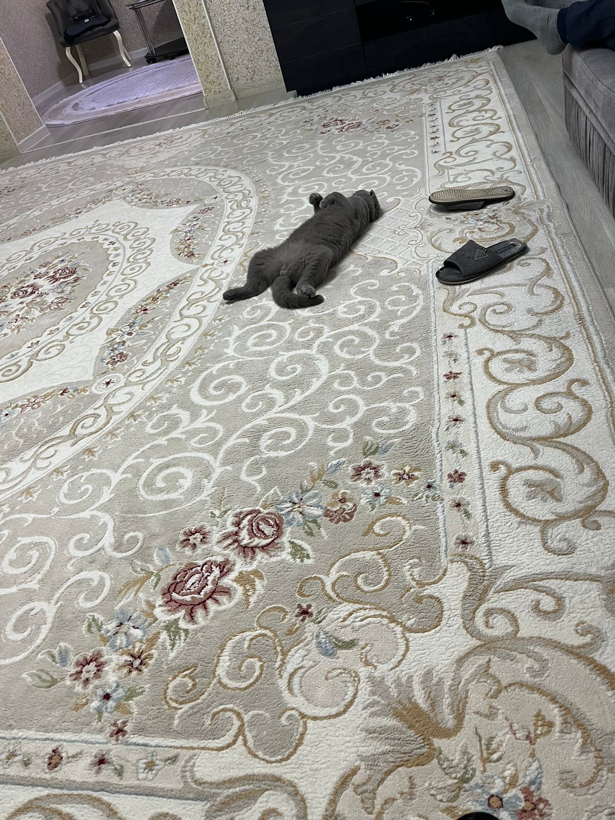 Чистокровный британский вислоухий кот