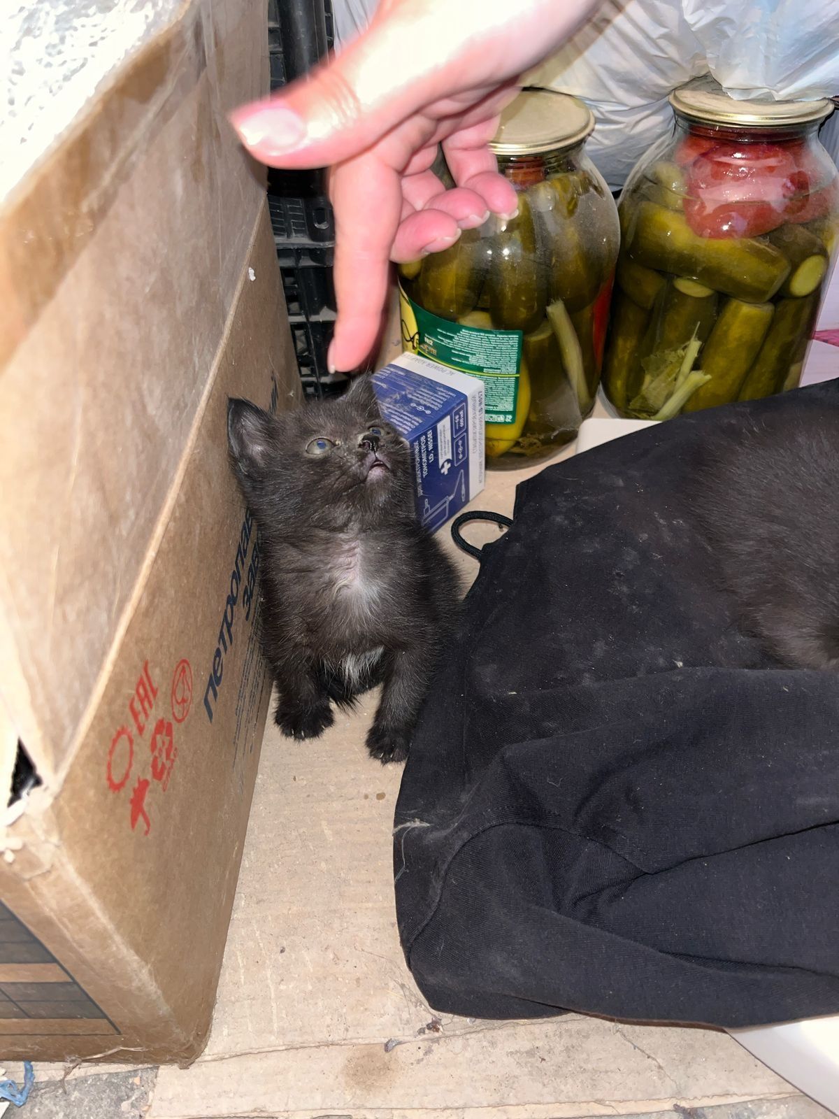 Котенки ищут дом и хозяев  В добрые руки