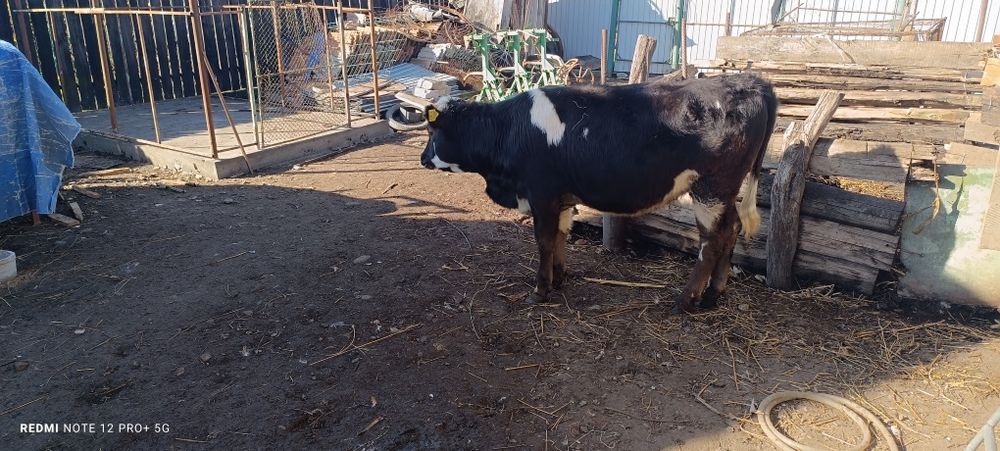 Vitea Bălțată românească