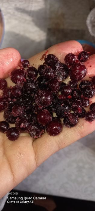 Смородина замороженная