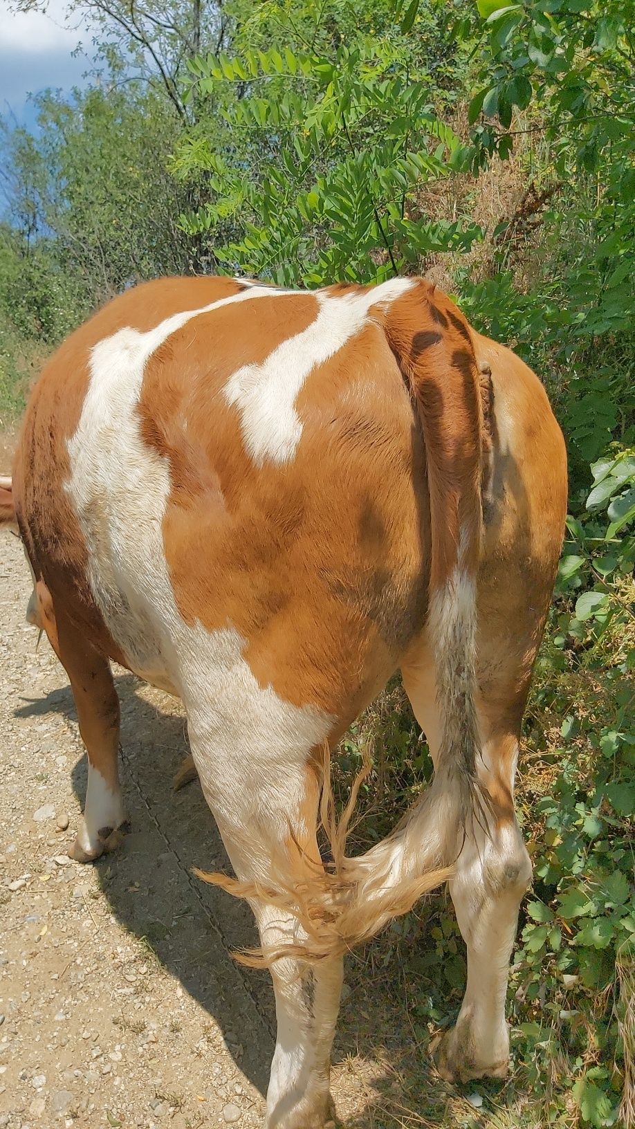 Vând junică bălțată românească bună de ținut