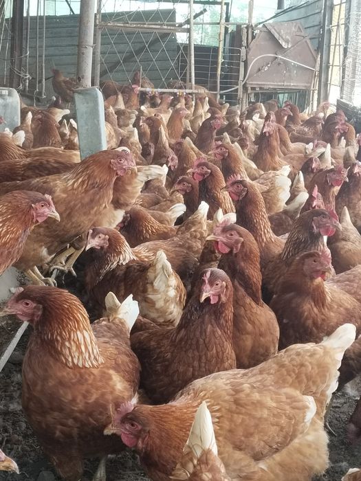 Ломан брауын тауыктары