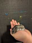 Donez hamster mascul