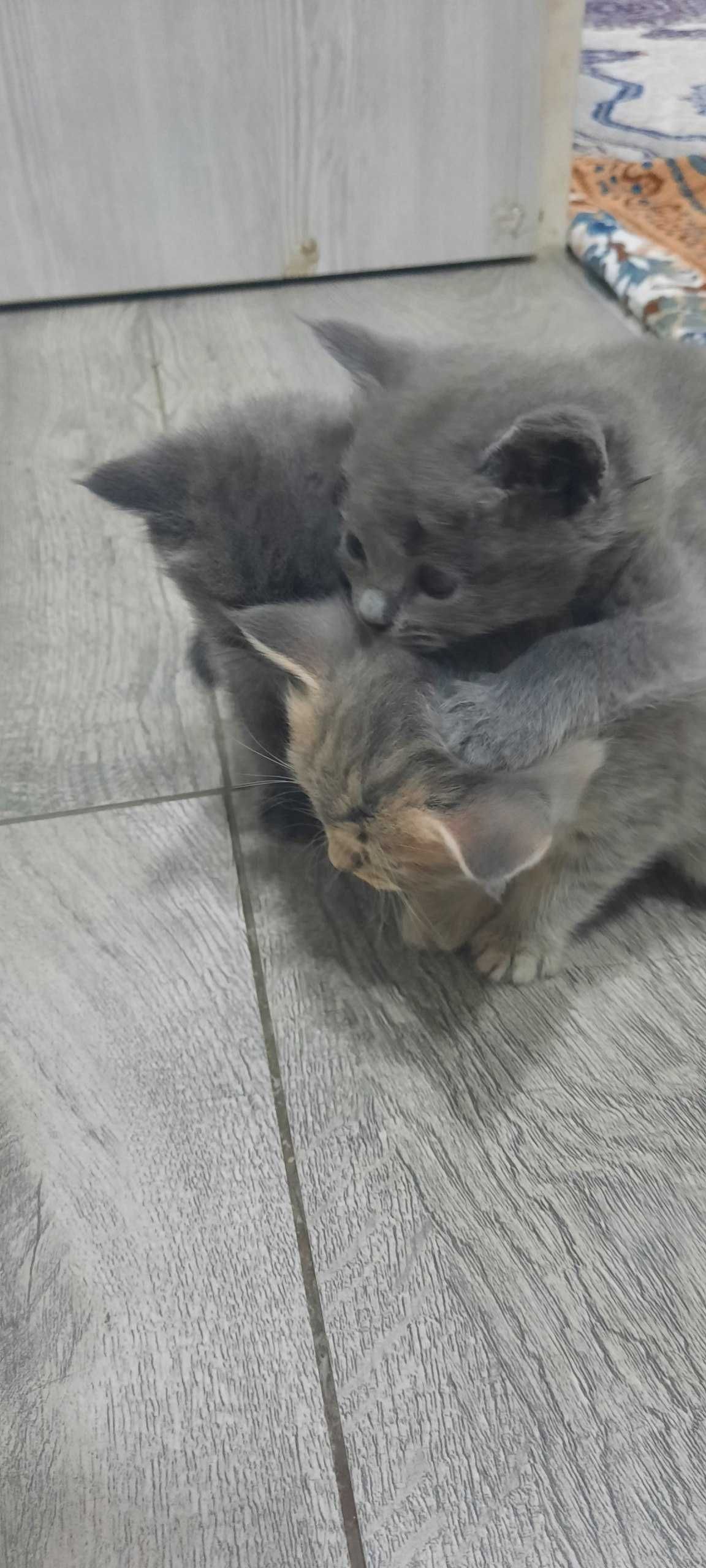 котята Скоттиш-страйт все мальчики