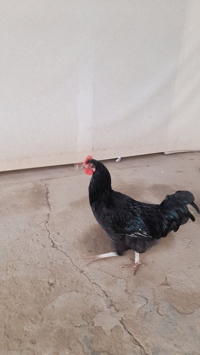 Кора ёш хуроз 1 дона