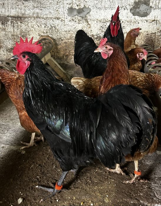 Vand 4 cocosi australorp