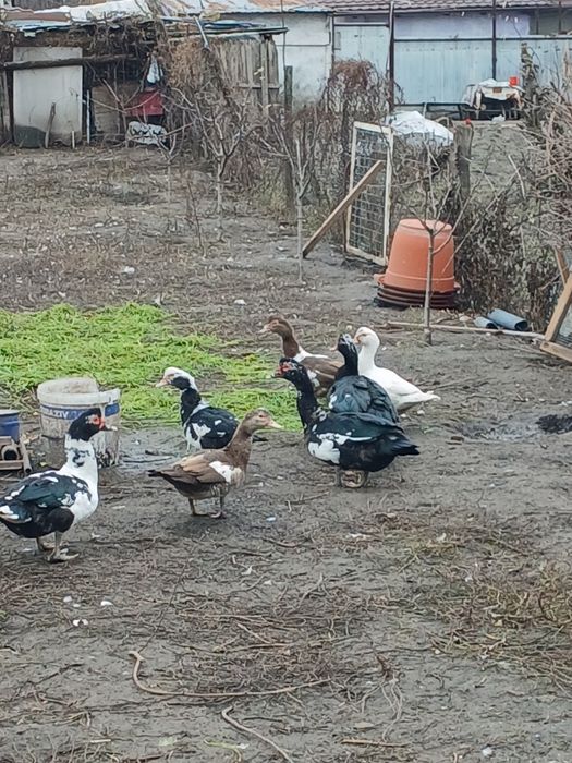 Vând rațe mute și rățoi.