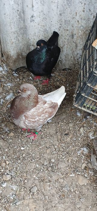 Schimb porumbei uriași maghiar și king