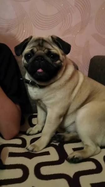 Продам собаку срочно