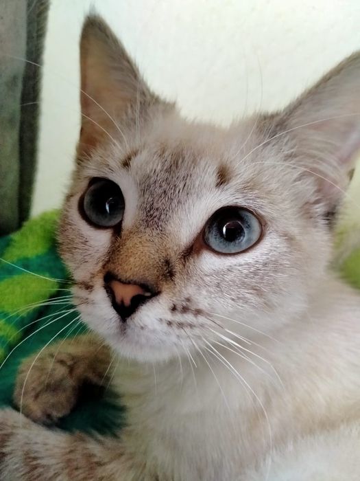 Отдам в добрые руки кошку