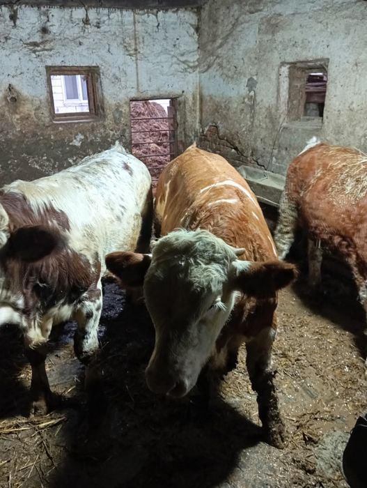 Vând 6 viței de 280_300 kg