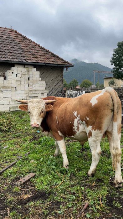 De vânzare tăuraș