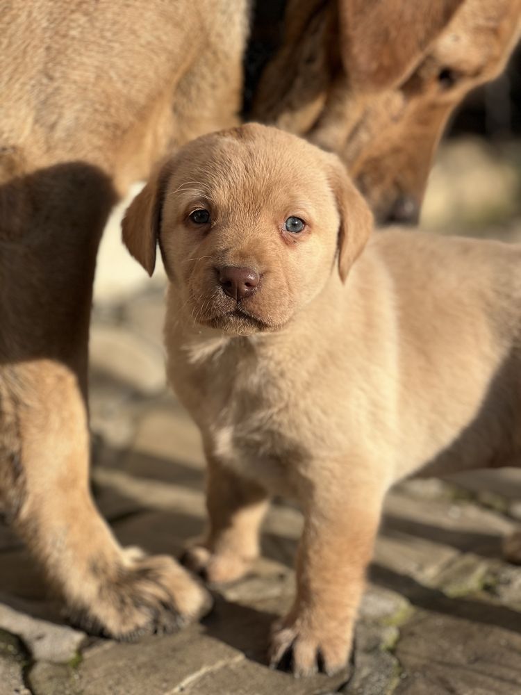 Labrador Retriever crescut in libertate