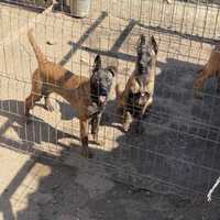 Vand Malinois 5 luni jumate 350€