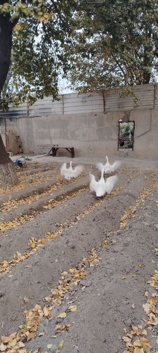Товук, Хуроз, Гозлар, G'oz, ho'roz, tovuq