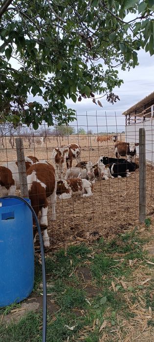 Vitei de vânzare,2 masculi și 11 femele.