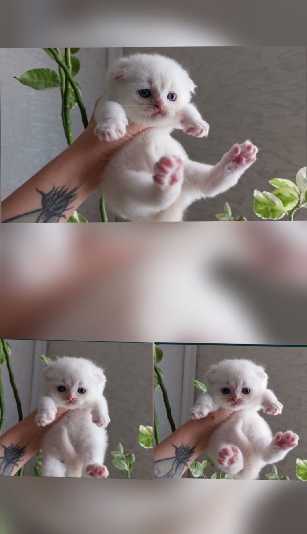 Вязка, Кот Шиншилла!( Для прямоухих и вислоухих)