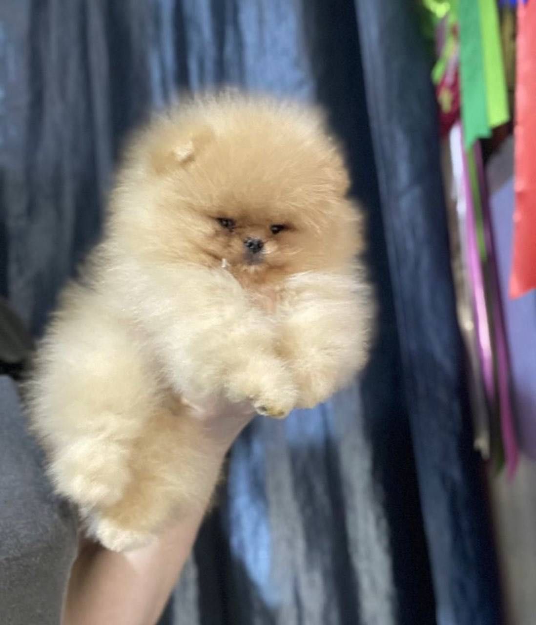 Baш нoвый пoклoннuк Померанский шпиц