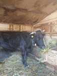 Vaca bruna de Maramureș