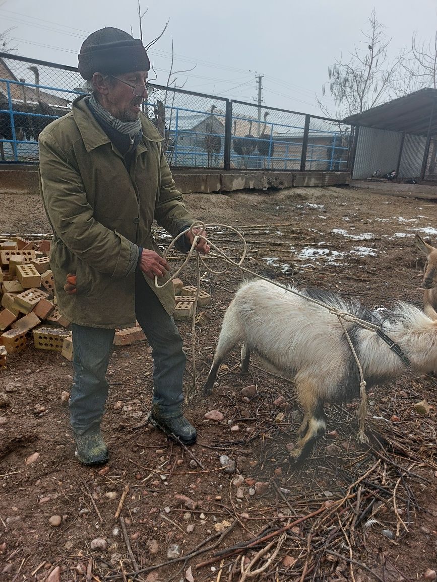 Продаю альпийского козла, возраст 1 год.  Безрогий.