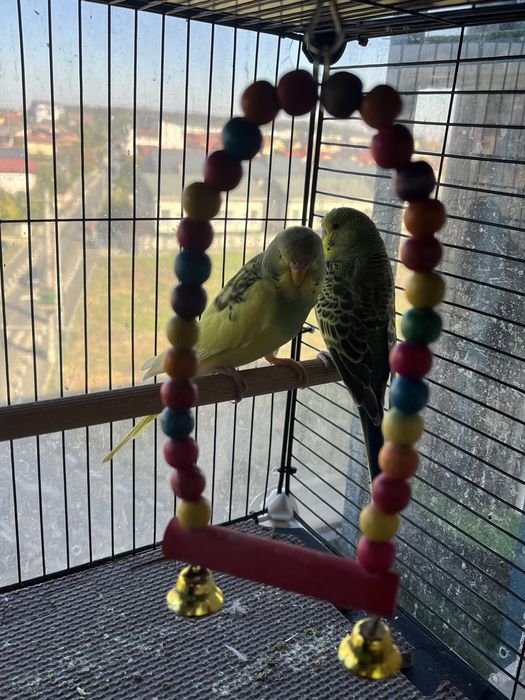 Perusi maruri cu pui cauta locuinta noua