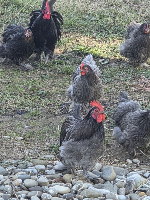 Găinii și cocoșii de vânzare.