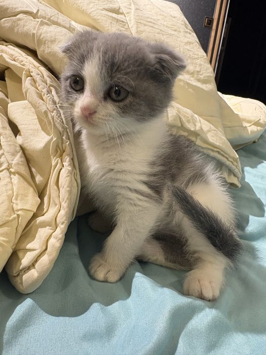 Шотландский кошка