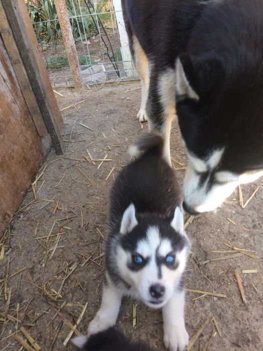 pui husky siberian