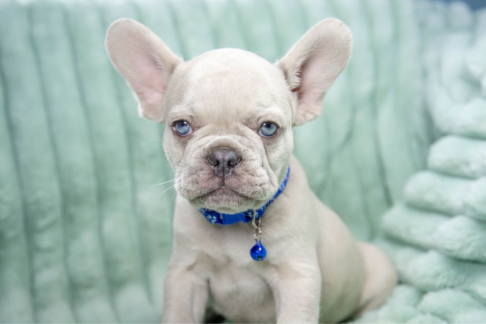 Bulldog francez lilac merle