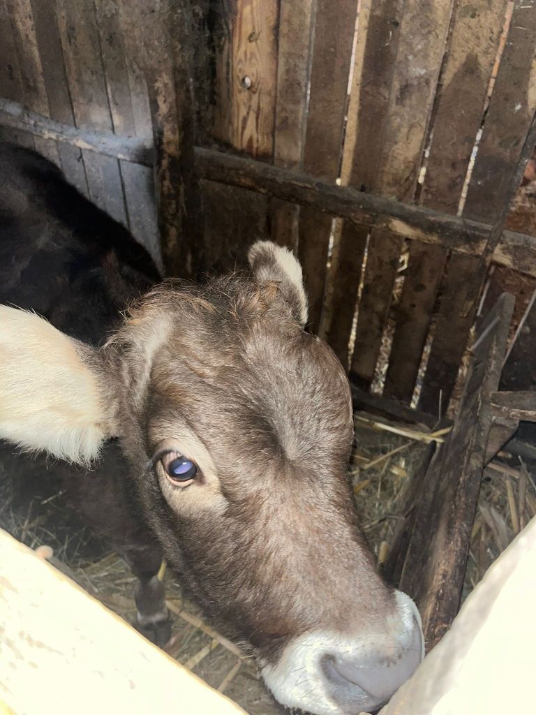 Vacă și vițică de vânzare, Berbești