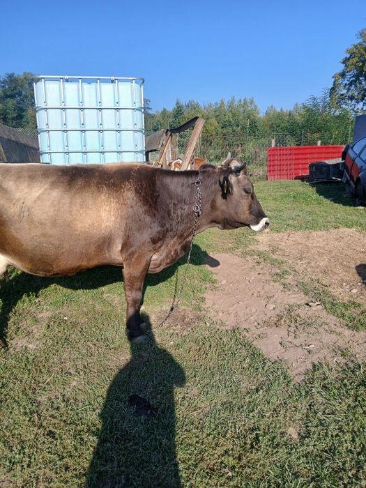 Vaca bruna , 8 ani f bună de lapte