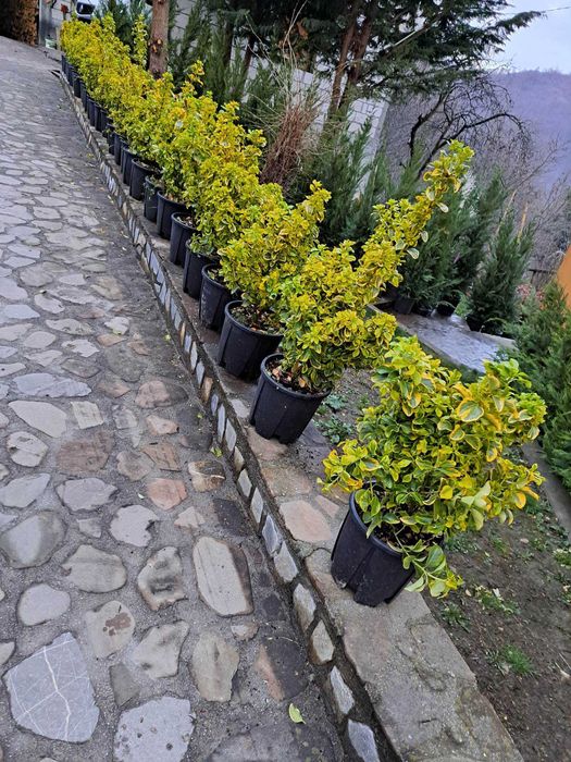 Plante ornamentale de calitate pentru grădina ta