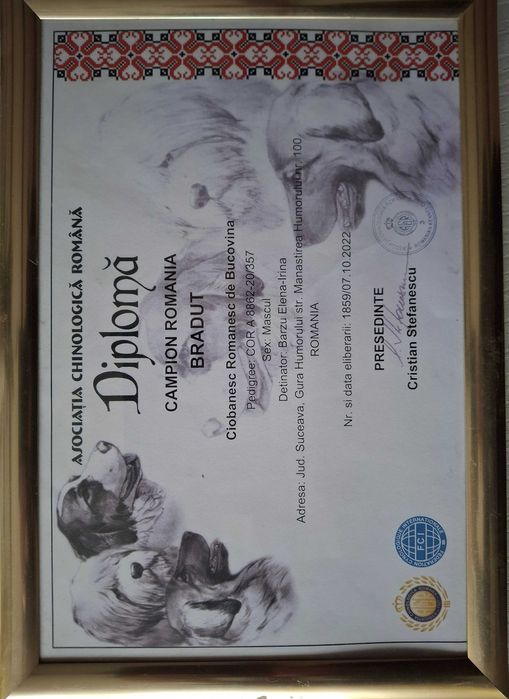 Ciobanesc De Bucovina