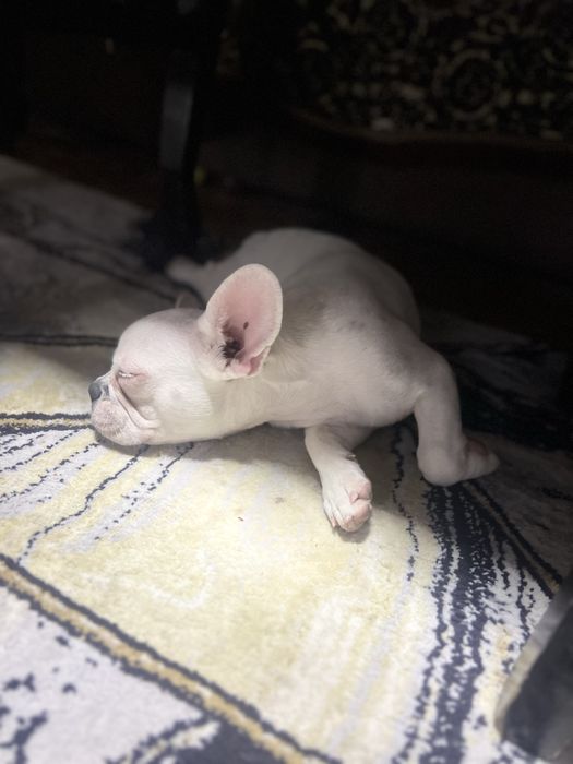 Продаётся девочка французуого бульдога