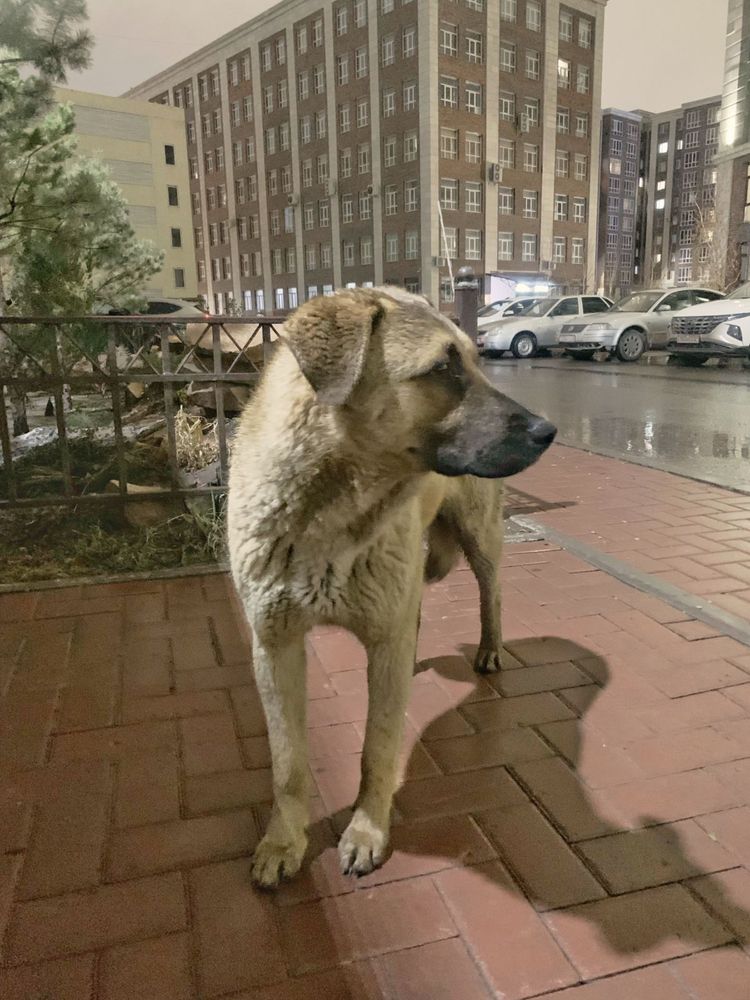 Шикарная собака 1 год помесь овчарки ищет дом