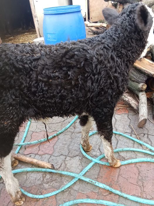 Vand tauras de lapte cu parul cret