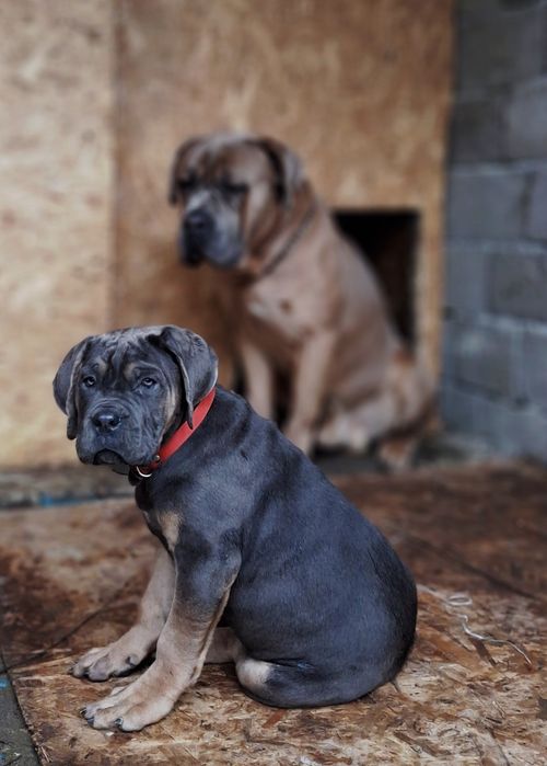Mascul Cane Corso